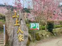 山上人家櫻花美景