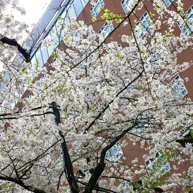 新宿花園神社 | 東京市中心賞櫻的隱秘寶地