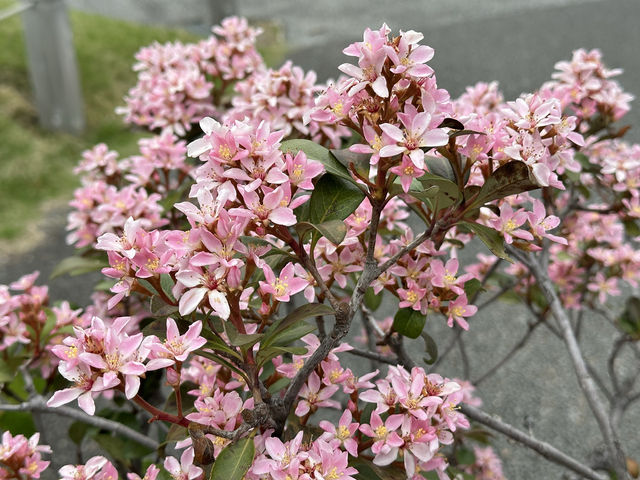 A Peaceful Escape in the Heart of Tokyo: Shinjuku Gyoen