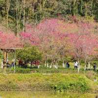 復興公園：在“櫻花盛開的日子裡，心情也跟著綻放” 🌸😊