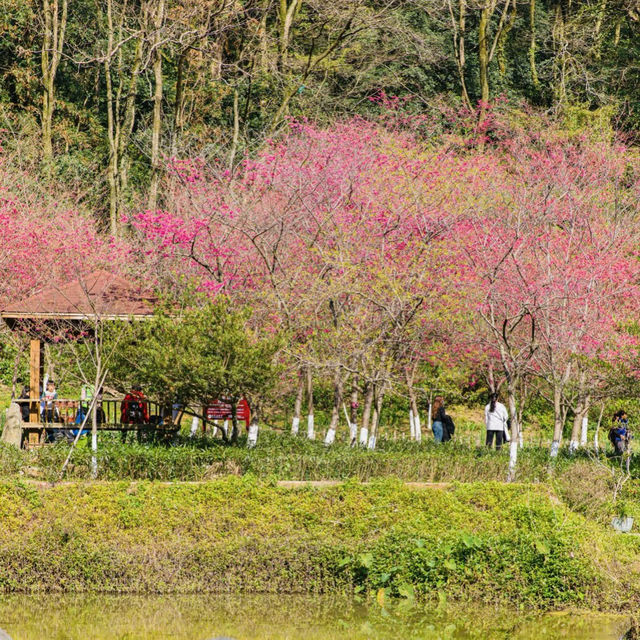 復興公園：在“櫻花盛開的日子裡，心情也跟著綻放” 🌸😊