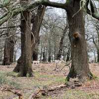 Richmond Park (London)