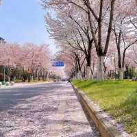 🌈安福路～櫻花之旅🌸