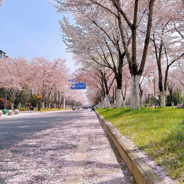 🌈安福路～櫻花之旅🌸