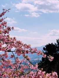 春日嵯峨山苑遊記 帶來心中的悸動💗