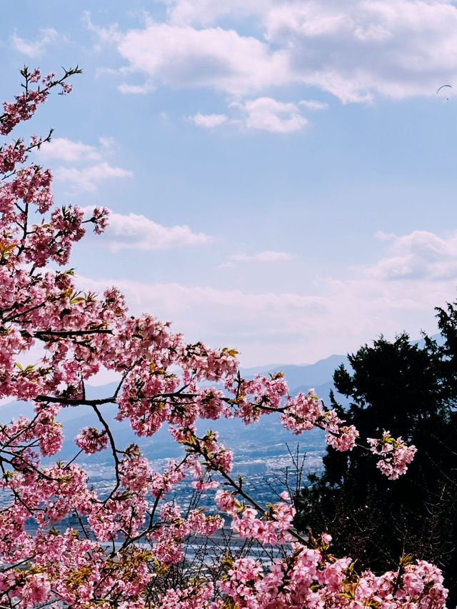 春日嵯峨山苑遊記 帶來心中的悸動💗