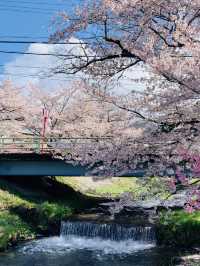 ซากุระที่ Kanonji River ฟุกุชิมะ ไม่ควรพลาด