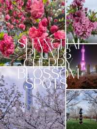 Shanghai Plum and Cherry Blossom Spots