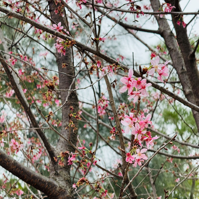 在香港也能看櫻花～東涌櫻花園