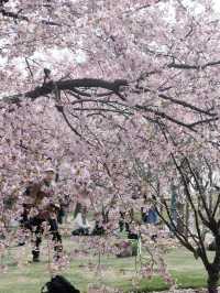 靜安雕塑公園賞櫻攻略：藏在都市裡的粉色