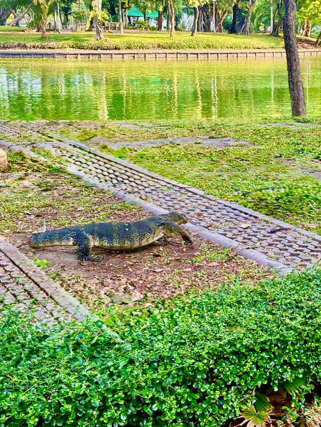 Lumpini Park in Bloom: A Springtime Hiking Romp