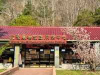 武陵農場，雪霸國家公園下的春櫻浪漫