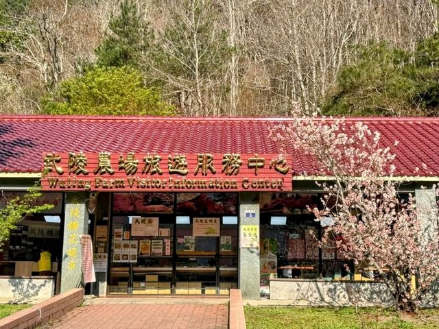 武陵農場，雪霸國家公園下的春櫻浪漫
