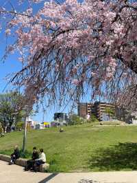 🇯🇵 大阪 🌸 扇町公園的松弛感