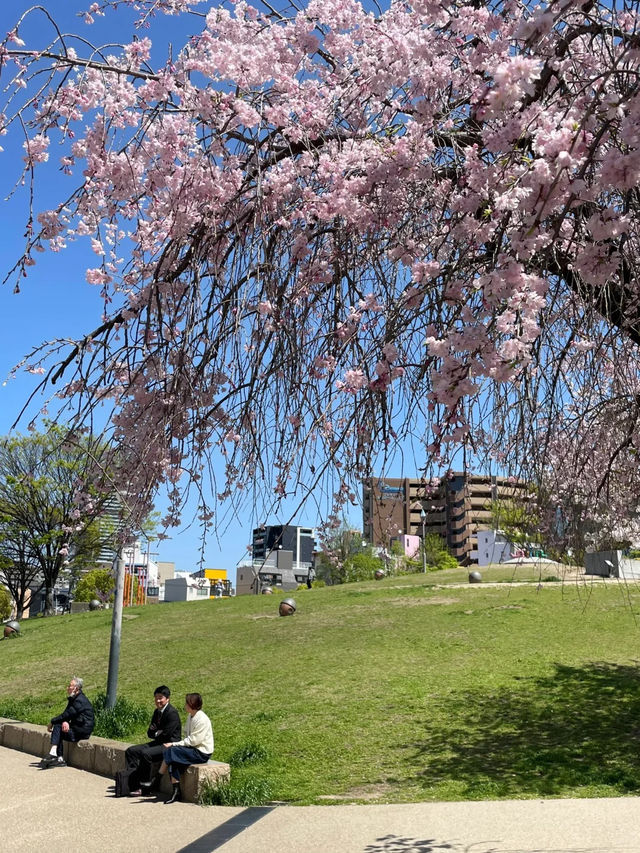 🇯🇵 大阪 🌸 扇町公園的松弛感