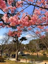 廣島｜泉水屋敷到縮景園 經過原爆悲劇後重現400年前庭園