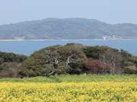 能古島海島公園：用不落幕的詩意花園