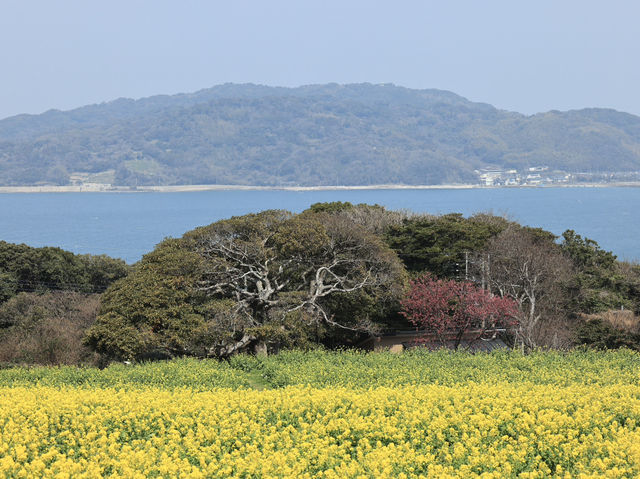 能古島海島公園：用不落幕的詩意花園