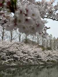 大阪城森林公園的春日奇觀