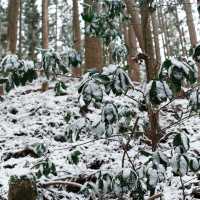 熊野古道｜被雪覆蓋的大雲取越