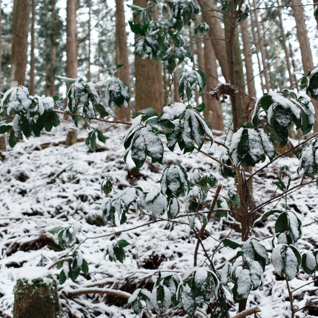 熊野古道｜被雪覆蓋的大雲取越