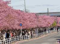 Chasing Sakura at Miurakaigan