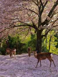 Chasing Sakura at Nara Park