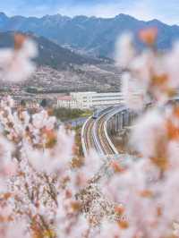 Chasing Sakura at Shandong🌸