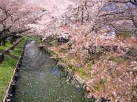 Chasing Sakura at Shingashi River in Kawagoe