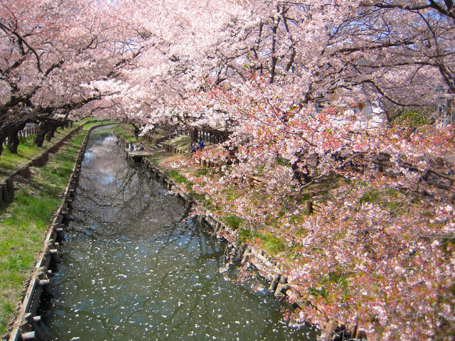 Chasing Sakura at Shingashi River in Kawagoe
