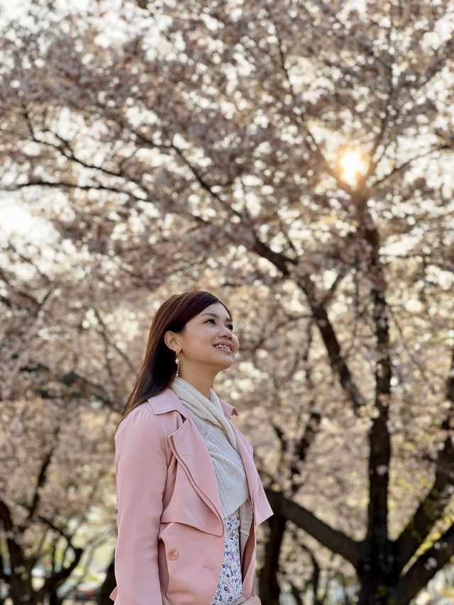 A Golden Hour Sakura Encounter at Donggung Palace & Wolji Pond
