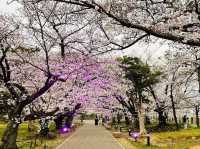 福岡舞鶴公園賞櫻美景