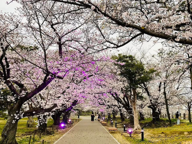 福岡舞鶴公園賞櫻美景