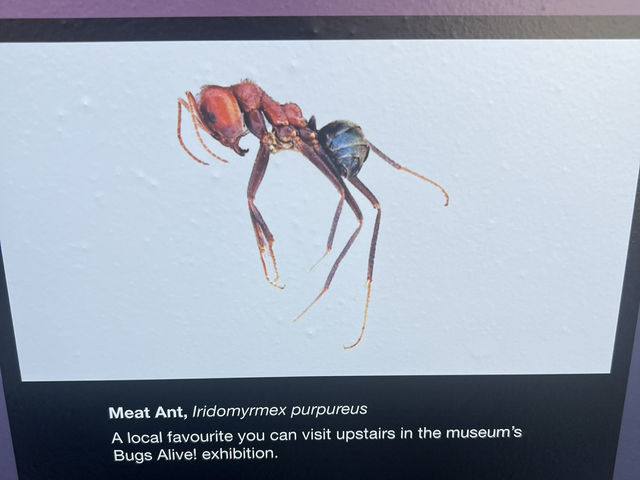 墨爾本博物館 Antopia 展覽體驗分享 🐜