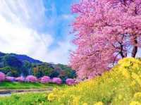 Chasing Sakura in Japan 🌸