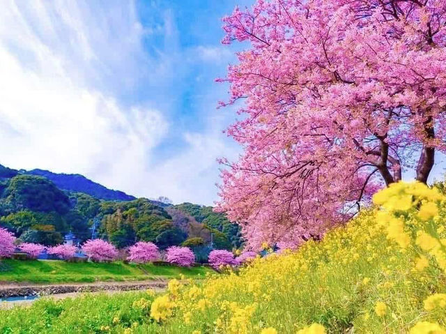 Chasing Sakura in Japan 🌸