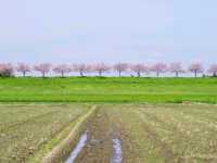 【栃木県】絵本みたいな可愛い桜の名所「思川桜堤」