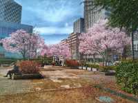 仙台錦町公園賞櫻美景