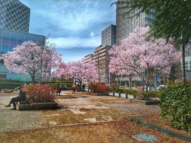 仙台錦町公園賞櫻美景
