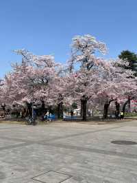 仙台西公園賞櫻美景
