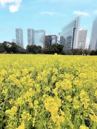 Spring at Hamarikyu Gardens🌼