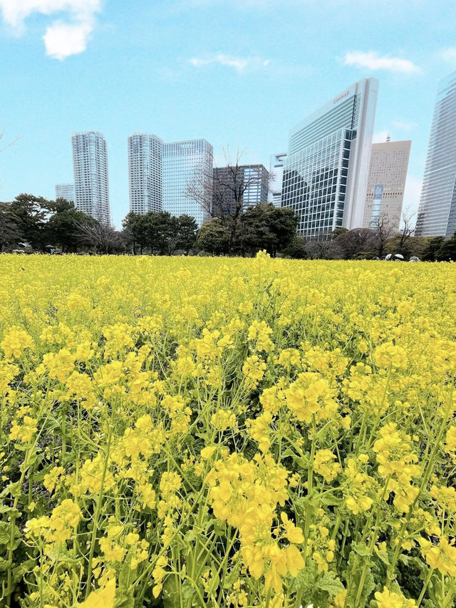 Spring at Hamarikyu Gardens🌼