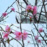 🌸維園賞櫻好去處🌸