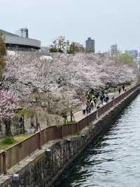 Cherry Blossoms in Full Bloom at Osaka Castle Park🌸