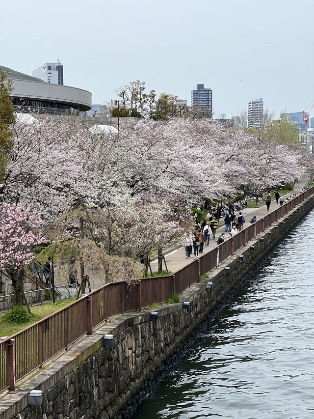 Cherry Blossoms in Full Bloom at Osaka Castle Park🌸