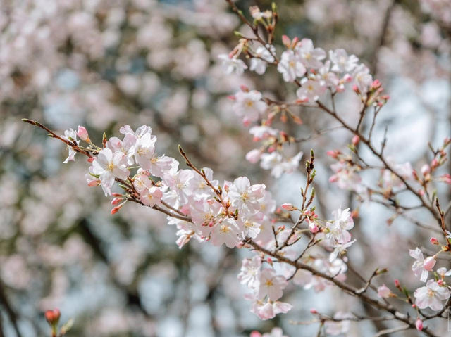 ซากุระที่สวนอุเอโนะ โตเกียว 🌸🌸🌸