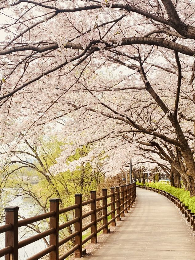 Urban Oasis in Bloom: Gwanggyo Lake's Springtime Charm for All 