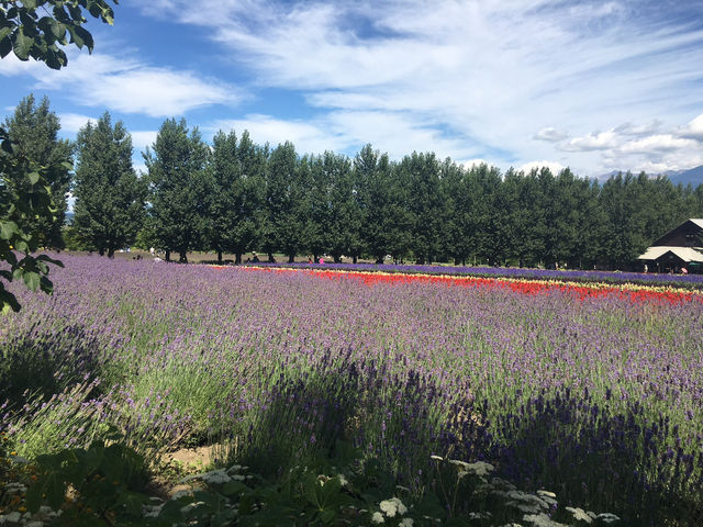 夏の北海道！大好き❤️