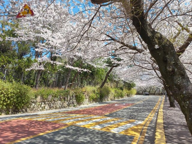 釜山海雲台藍線公園青沙浦站，是絕佳海景跟櫻花觀賞點。