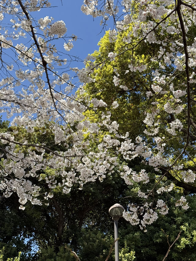 도쿄에서 만난 환상적인 벚꽃 풍경🌸
